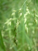 Glyceria canadensis var. canadensis (Michx.) Trin. glycérie du Canada [Rattlesnake manna grass]