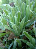 Helichrysum tianschanicum
