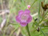 Agalinis paupercula var. borealis