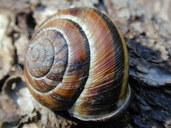 Sideband Snail