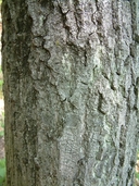 Quercus rubra var. rubra