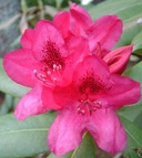 Rhododendron sp.