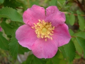Rosa blanda