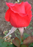 Rosa sp.