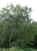Salix X sepulcralis