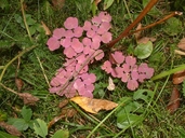 Thalictrum pubescens