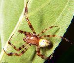 Marbled Orbweaver Spider (male)