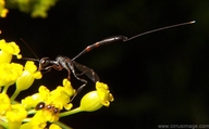 Gasteruptid Wasp