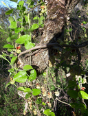 Aristolochia californica
