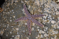 Giant-spined Seastar