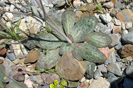 Atrichoseris platyphylla