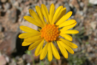 Gaillardia arizonica