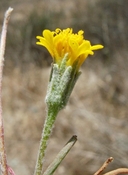Chaenactis glabriuscula var. lanosa