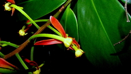 Souroubea guianensis