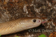 Monocled Cobra