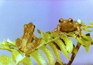 Natalobatrachus bonebergi