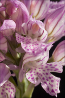 Orchis tridentata