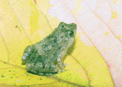 Common Puddle Frog