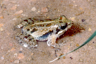 Phrynobatrachus parvulus