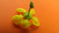 Banisteriopsis nummifera