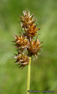 Carex preslii