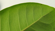 Ficus bahiensis