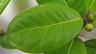 Ficus bahiensis