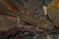 Dicamptodon ensatus