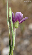 Clarkia affinis