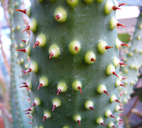 Aloe aculeata