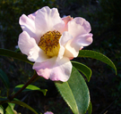 Camellia pitardii var. yunnanica