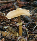 Common Conifer Cystoderma