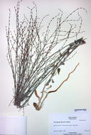 Eriogonum gracile var. gracile