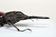 Prosopocoilus javanicus