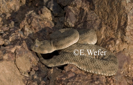 Horned Desert Viper