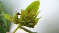 Aegiphila fluminensis