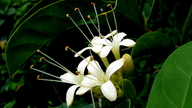 Aegiphila fluminensis