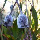 Eucalyptus caesia