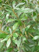 Cyrilla racemiflora