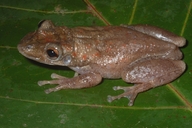 Corythomantis greeningi