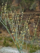 Eriogonum covilleanum