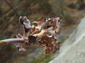 Eriogonum covilleanum