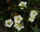 Parnassia californica