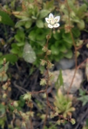 Saxifraga bryophora