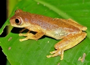 Ruschi's Tree Frog