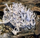 Ashy Coral Mushroom