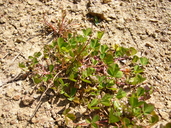 Trifolium cernuum