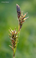 Carex luzulina var. ablata