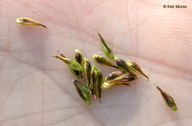 Carex luzulina var. ablata