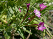 Epilobium glaberrimum ssp. fastigiatum